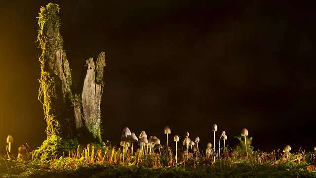 মাযহাব সীমালঙ্ঘন ও শৈথিল্যের কবলে